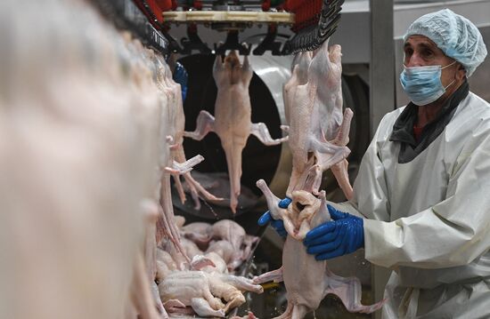 Russia Agriculture Poultry