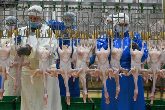 Russia Agriculture Poultry