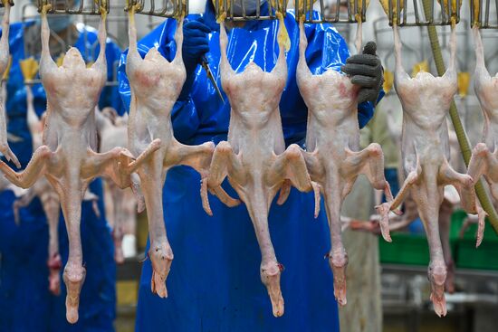 Russia Agriculture Poultry