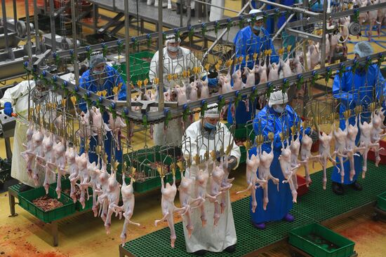 Russia Agriculture Poultry