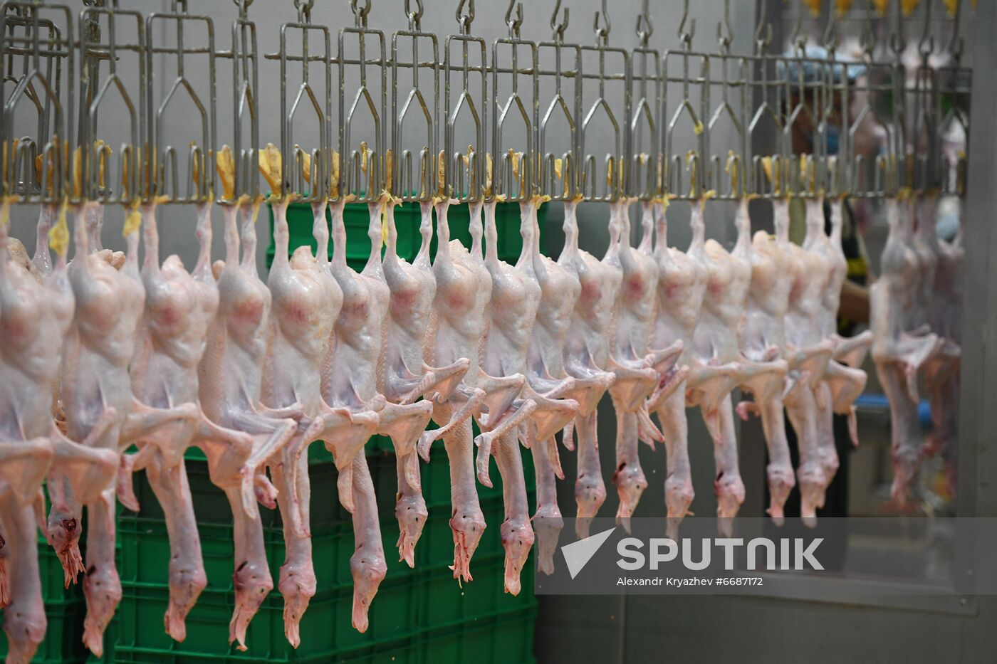 Russia Agriculture Poultry