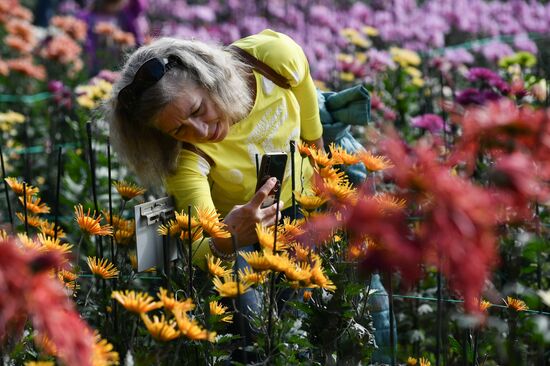 Russia Crimea Flowers