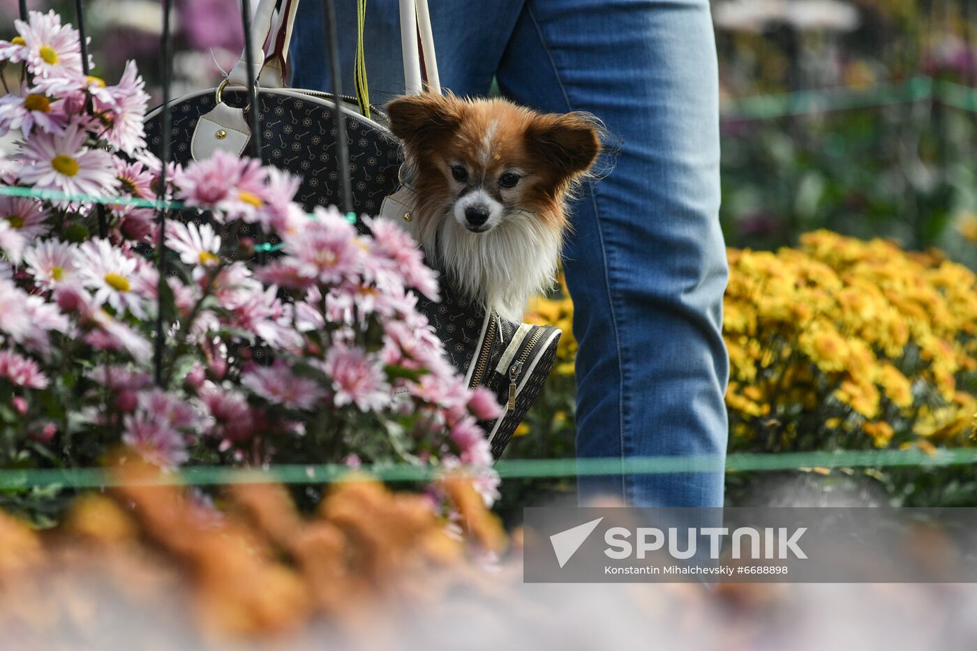 Russia Crimea Flowers