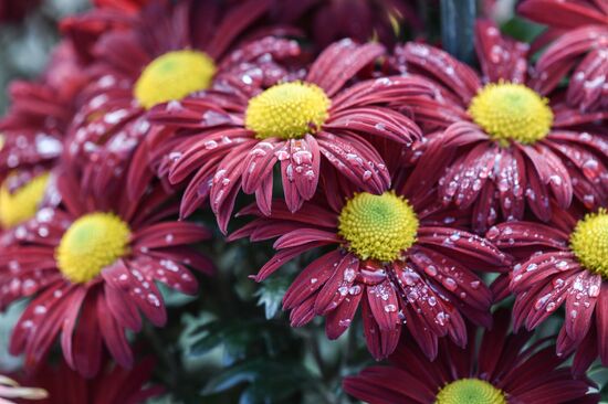 Russia Crimea Flowers