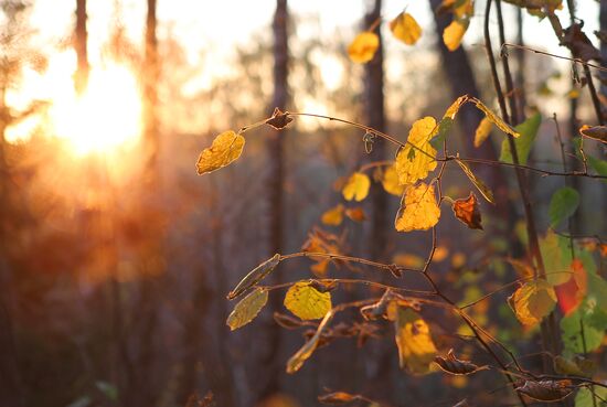 Fall in Moscow Region