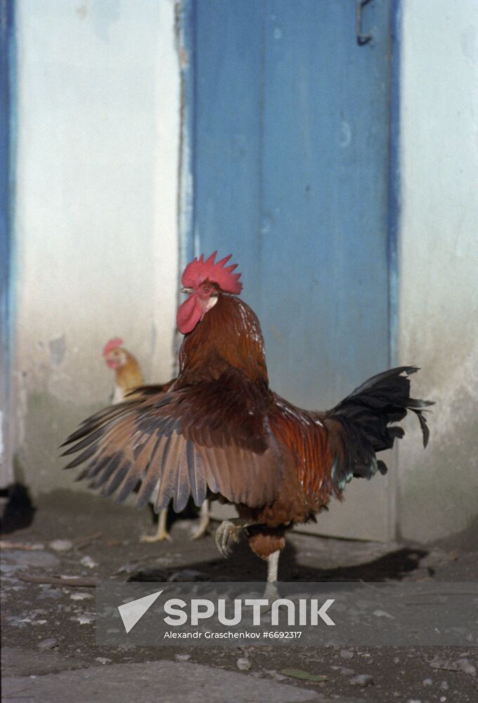 National Research and Technological Institute of Poultry