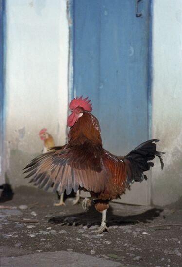National Research and Technological Institute of Poultry