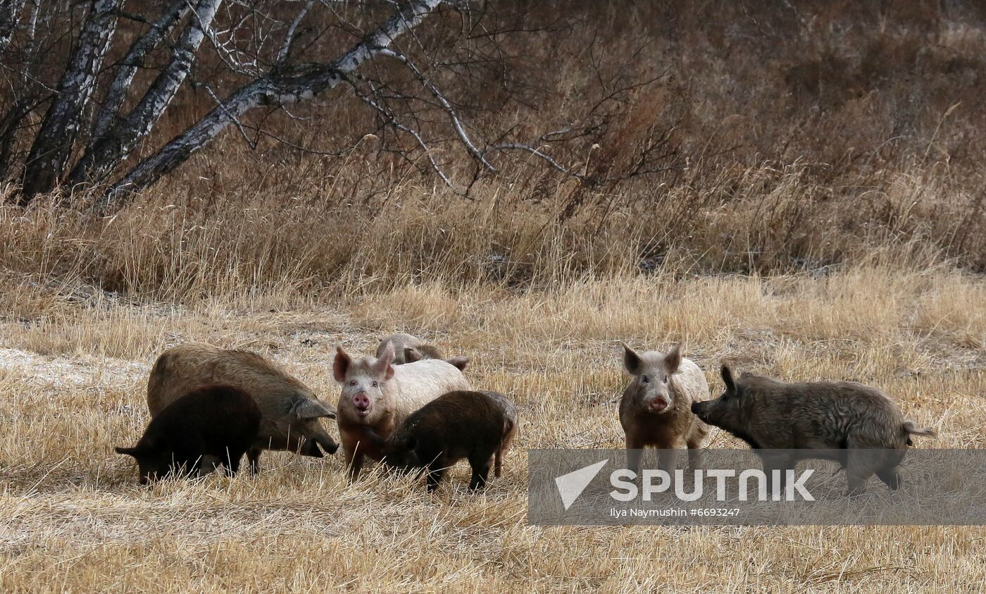 Russia Siberia Tourism