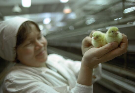 Naberezhnye Chelny poultry farm in Tatarstan
