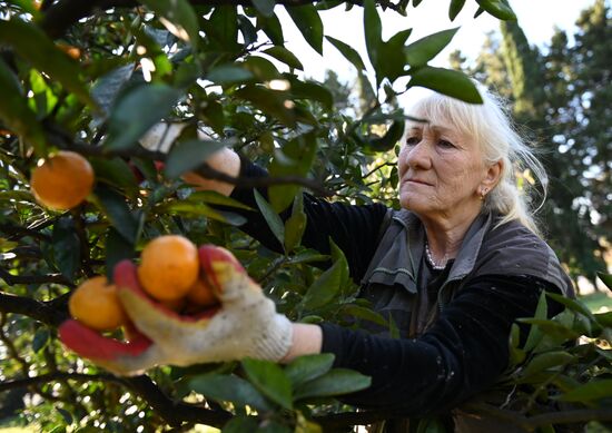 Russia Tangerine Harvesting