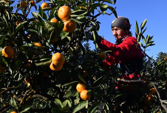Russia Tangerine Harvesting
