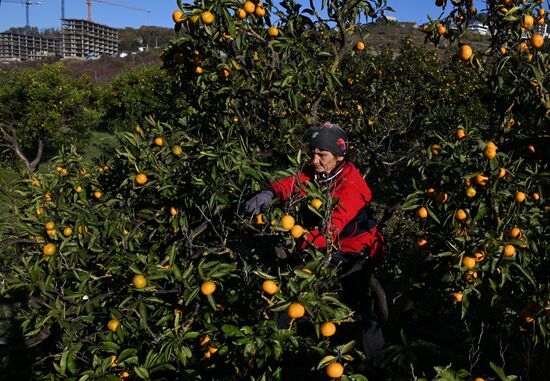 Russia Tangerine Harvesting
