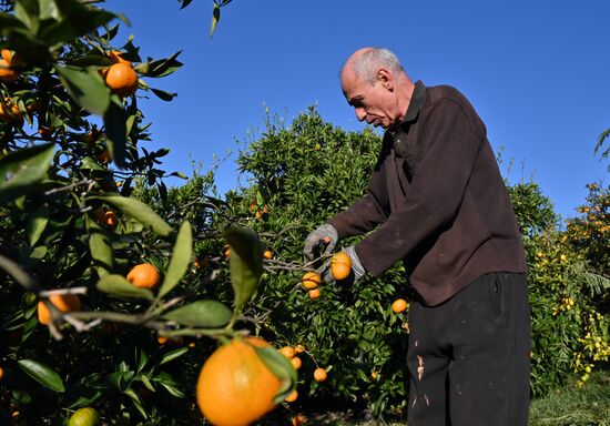 Russia Tangerine Harvesting
