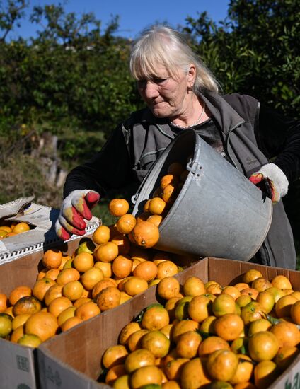 Russia Tangerine Harvesting