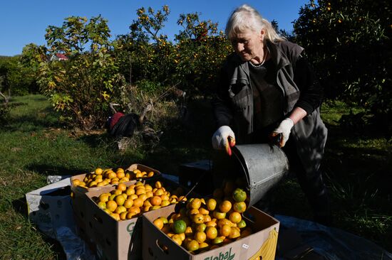 Russia Tangerine Harvesting