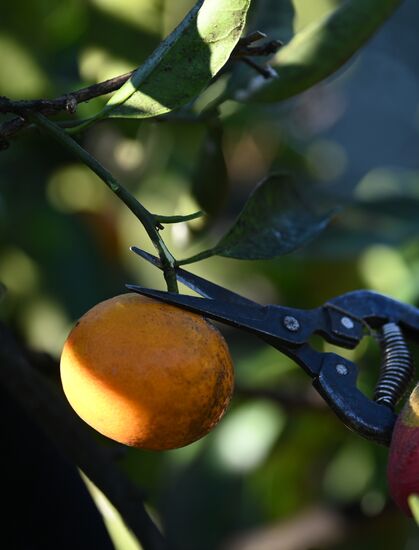 Russia Tangerine Harvesting