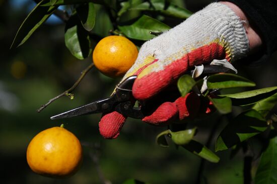Russia Tangerine Harvesting