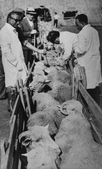 Lenin Collective Farm / Animal Husbandry Plant in Stavropol Territory