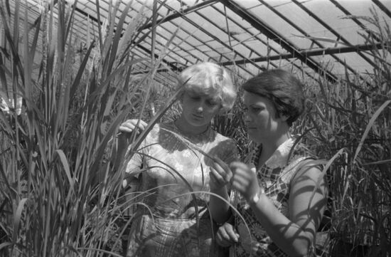 Primorye Subsidiary of All-Union Rice Scientific Research Institute
