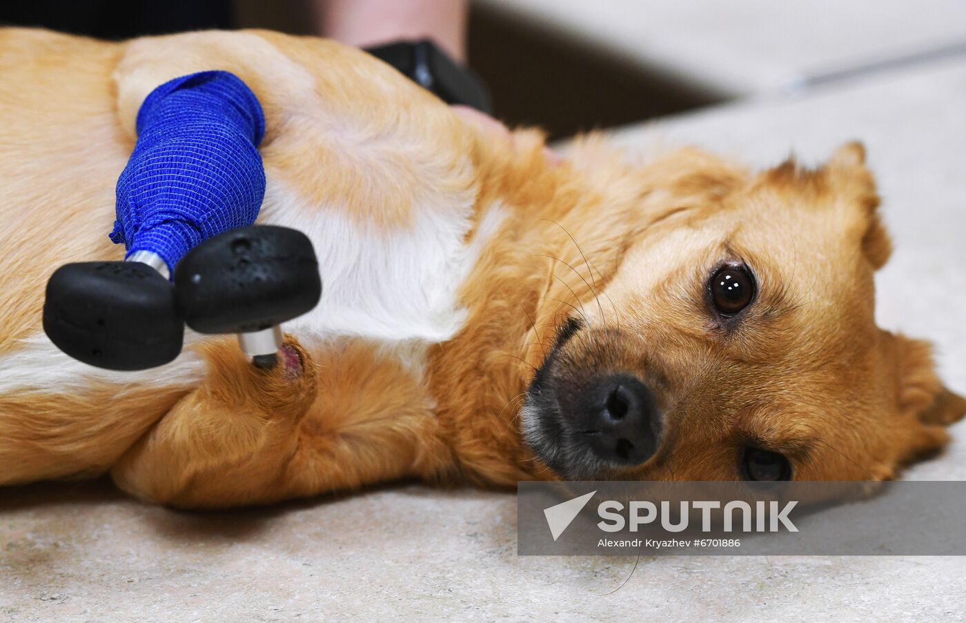 Russia Prosthetic Dog