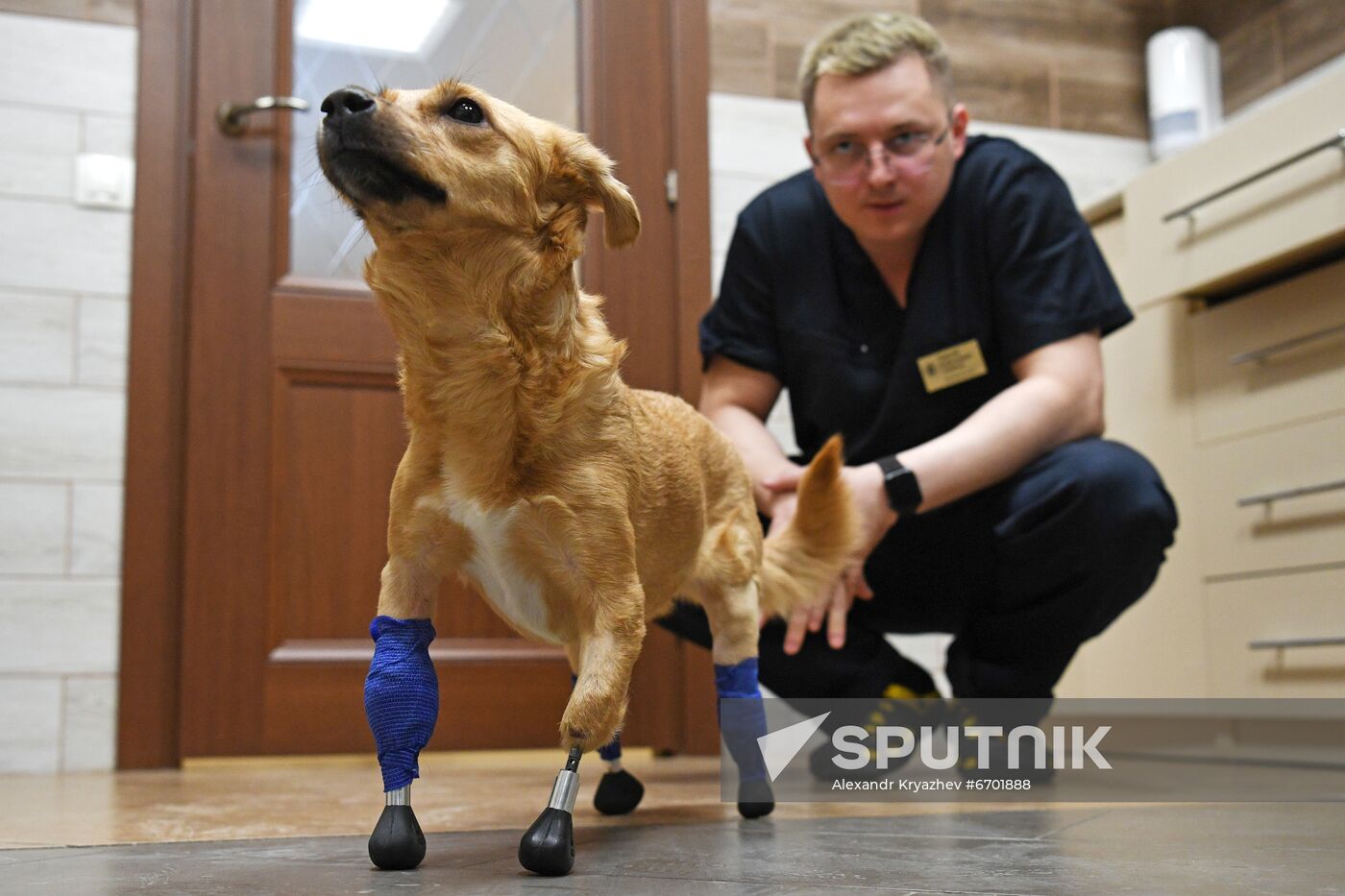 Russia Prosthetic Dog