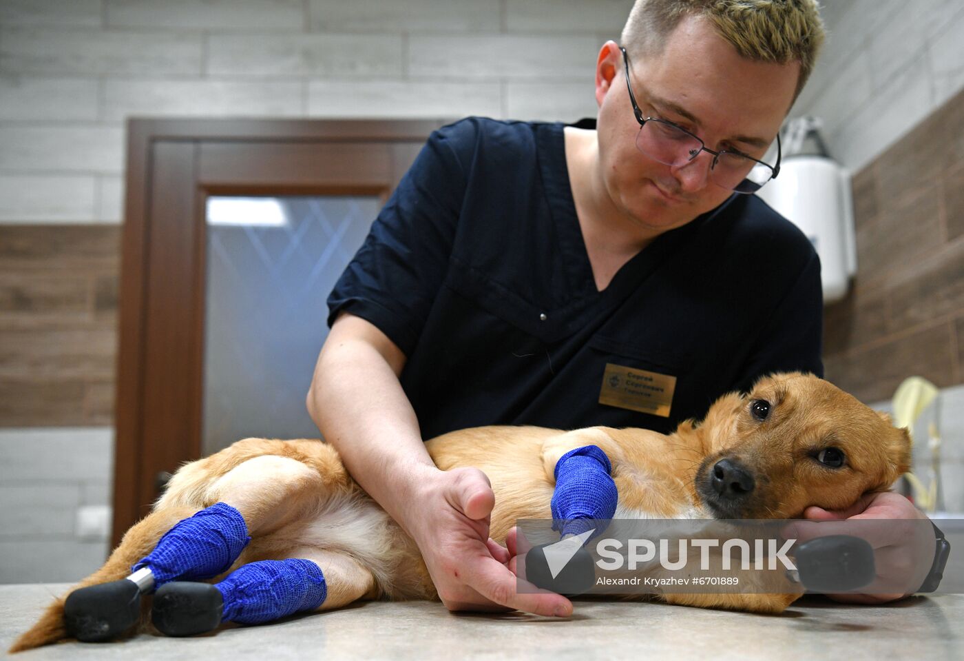 Russia Prosthetic Dog