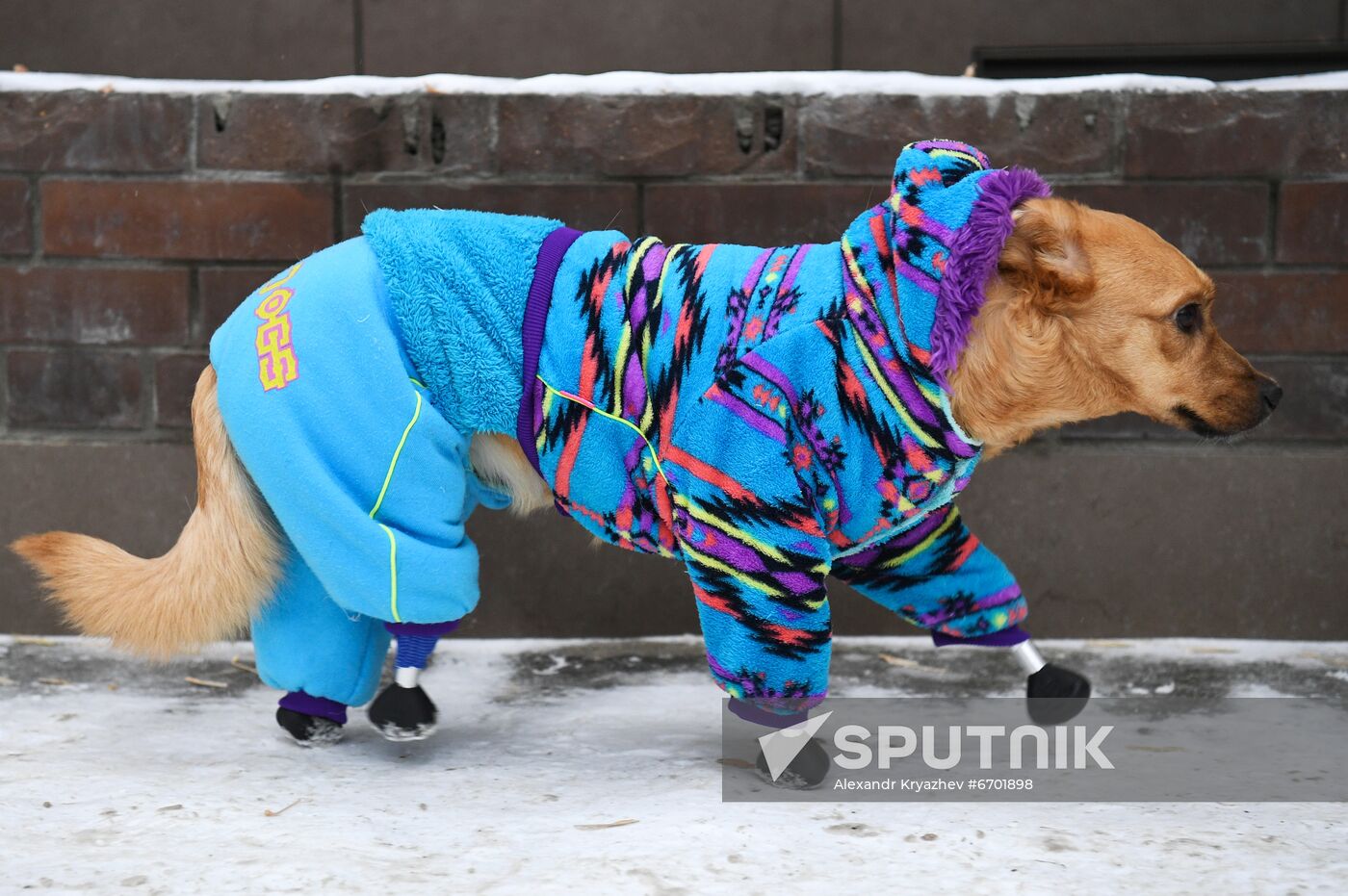 Russia Prosthetic Dog