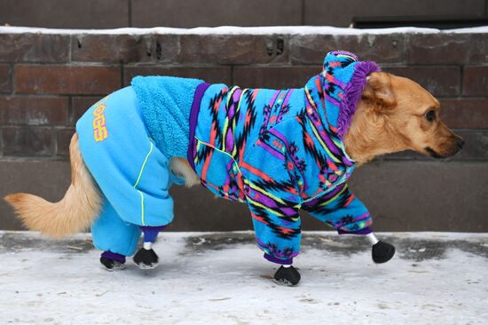 Russia Prosthetic Dog