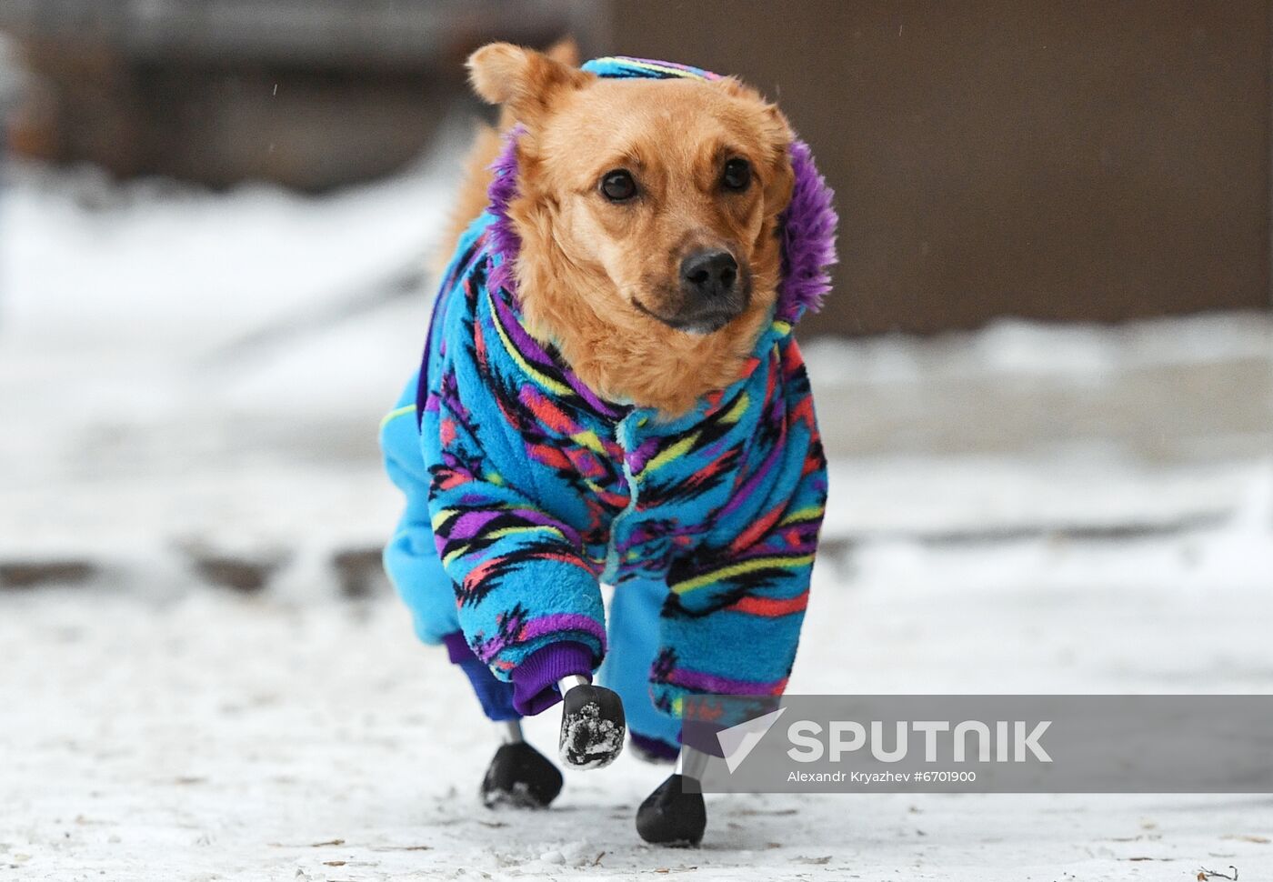 Russia Prosthetic Dog