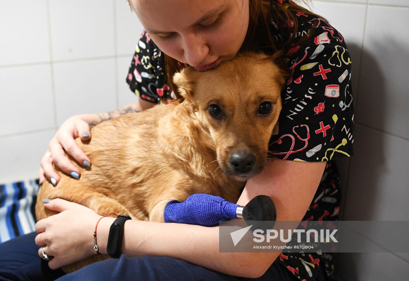 Russia Prosthetic Dog