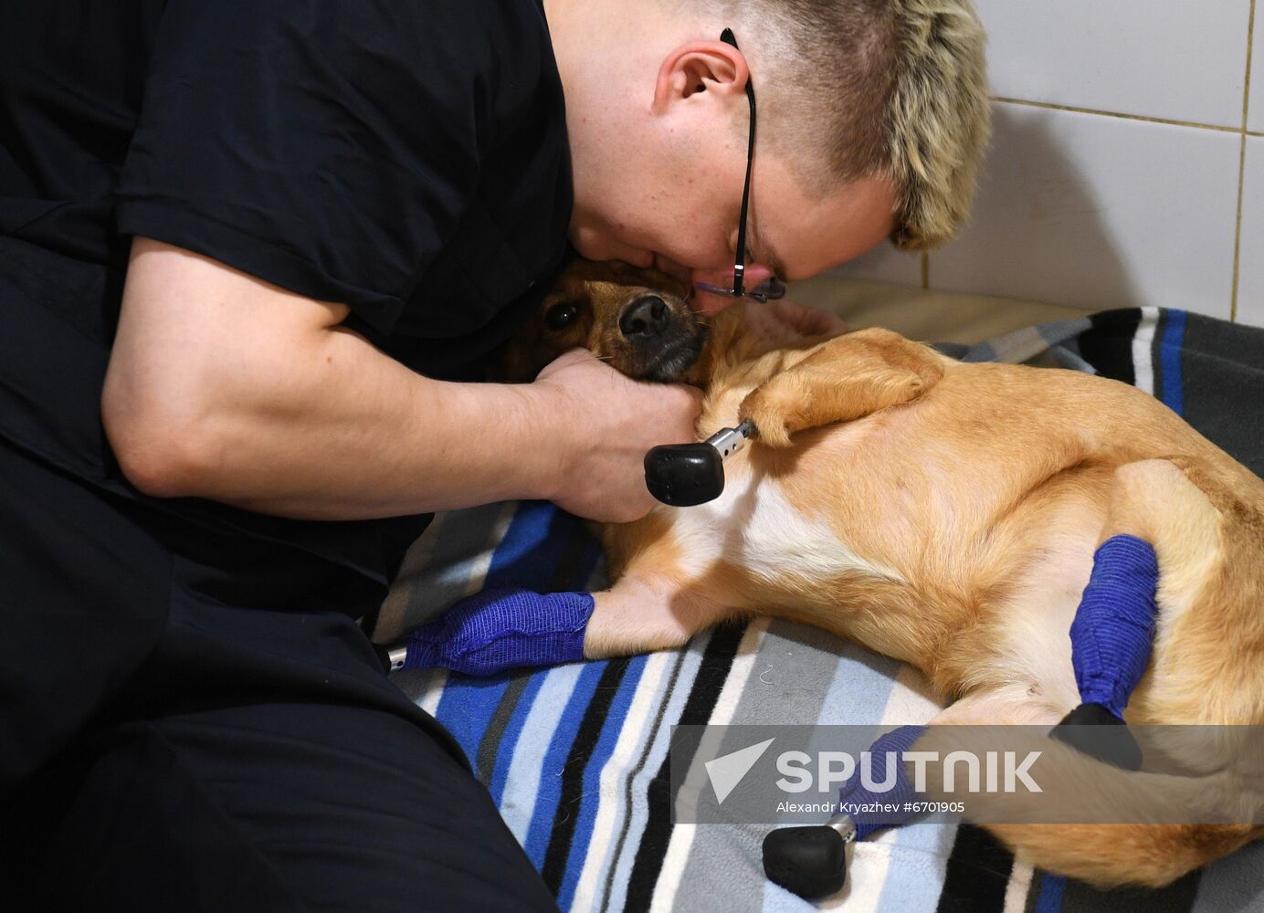 Russia Prosthetic Dog