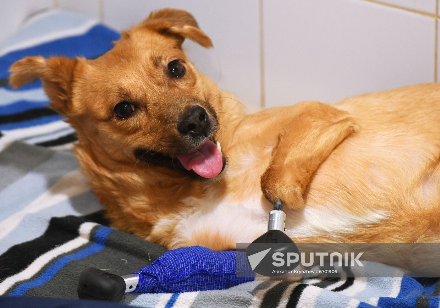 Russia Prosthetic Dog