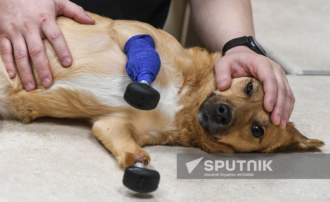 Russia Prosthetic Dog