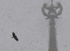 A bird flies past the spire of the Lomonosov Moscow State University building during heavy snowfall in Moscow, Russia. Location: Moscow. Author: Kirill Kallinikov/Sputnik. Russia Weather