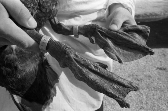 Askania-Nova State Reserve