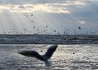 Seagulls fly as waves crash during a storm in the Black Sea coast of the city of Sochi, Russia. Location: Krasnodar region, Sochi. Author: Artur Lebedev/Sputnik. Russia Weather