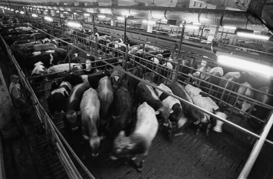Vladimirsky Livestock Breeding Facility