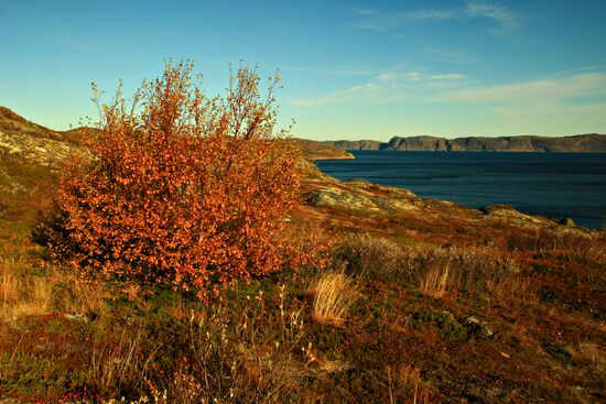 Arctic in fall