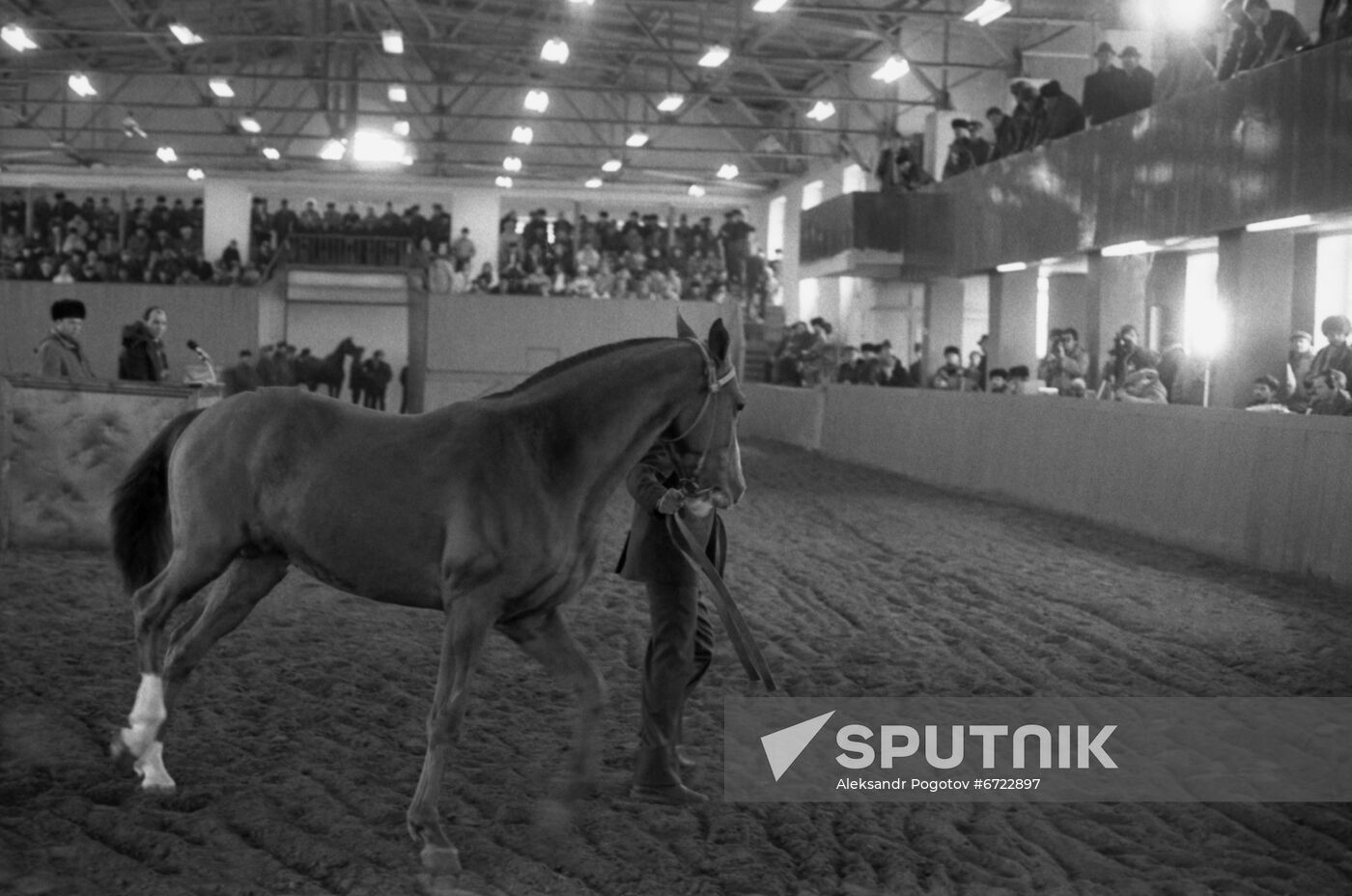 International Horse Auction in Rostov-on-Don