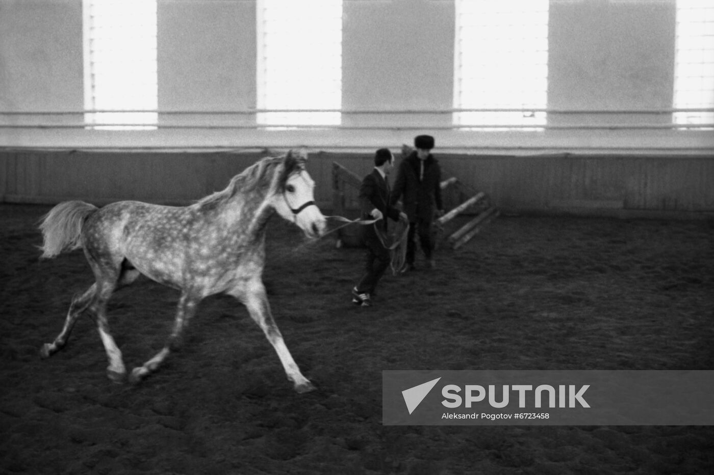 International Horse Auction in Rostov-on-Don.