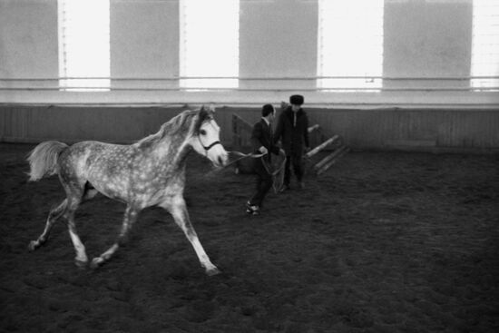 International Horse Auction in Rostov-on-Don.