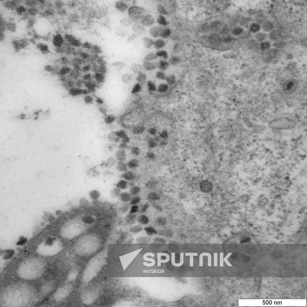 Russia Coronavirus Omicron Variant