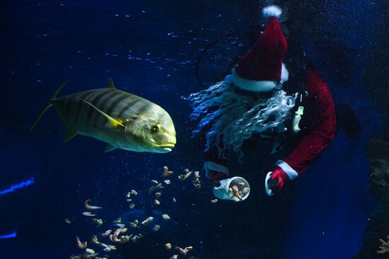 Russia Christmas Season Santa Diver