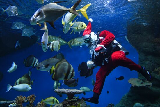 Russia Christmas Season Santa Diver