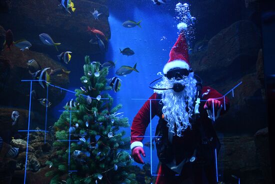Russia Christmas Season Santa Diver