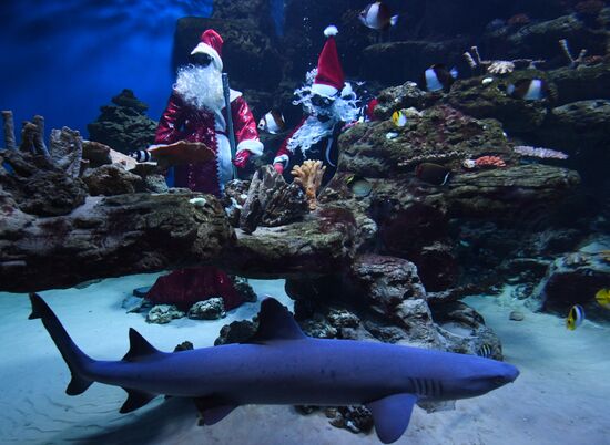 Russia Christmas Season Santa Diver