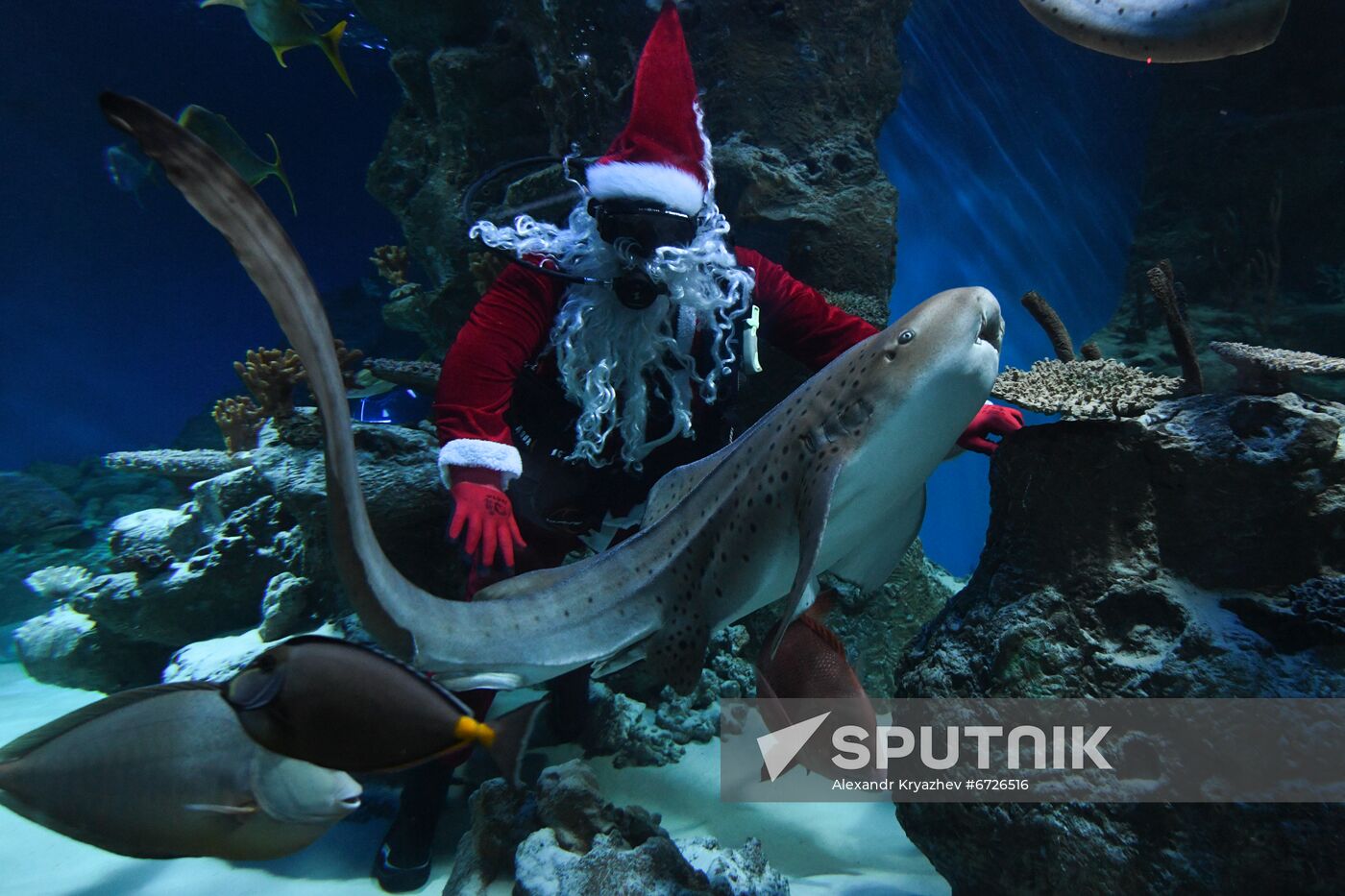 Russia Christmas Season Santa Diver