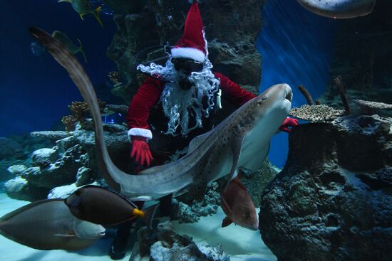 Russia Christmas Season Santa Diver
