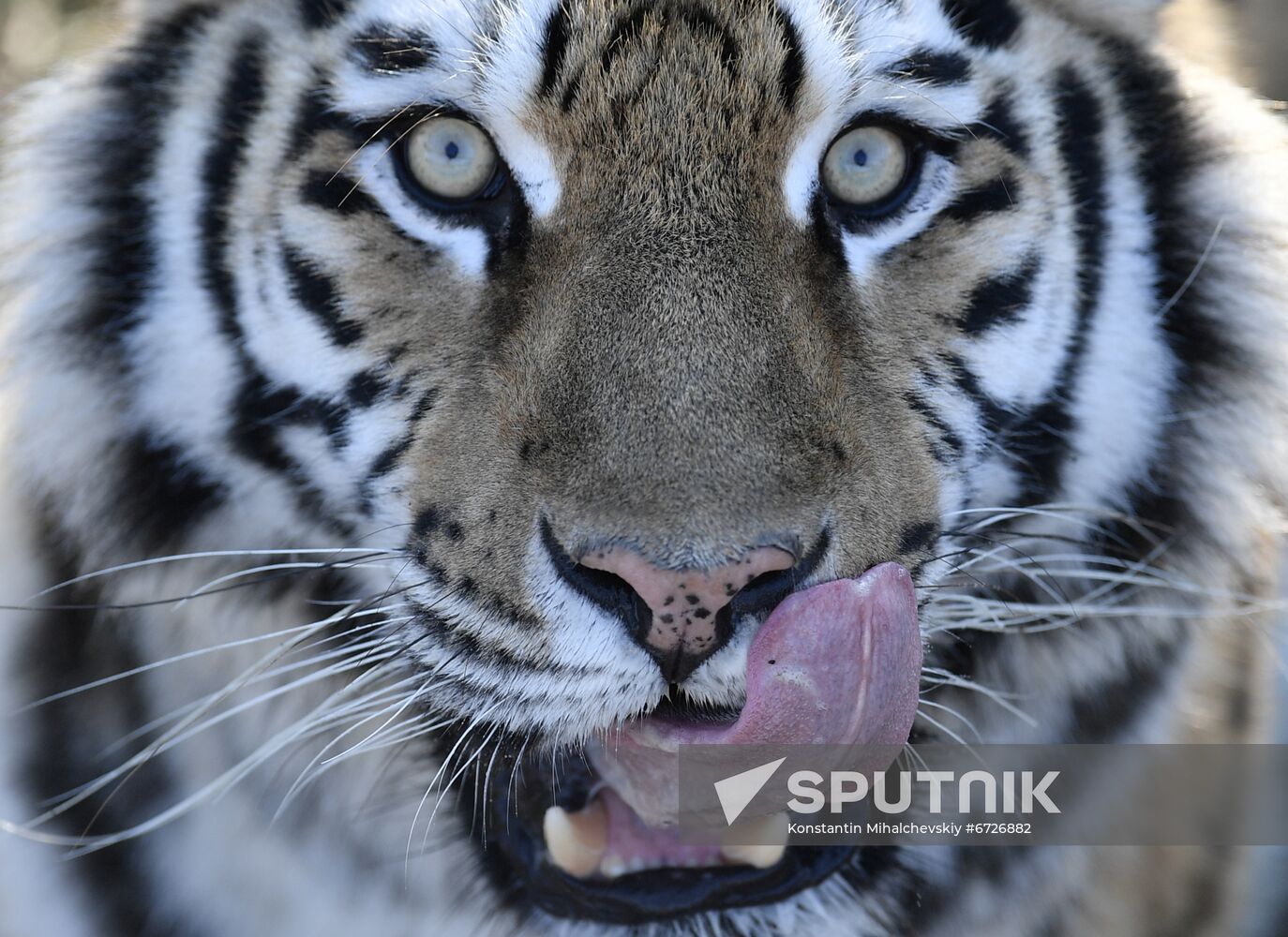 Russia Animals Tigers