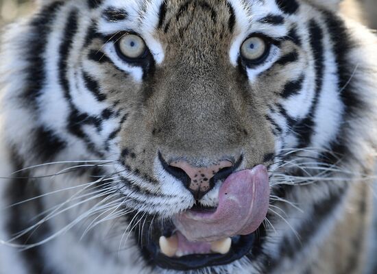 Russia Animals Tigers
